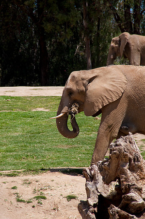 Wild Animal Park63