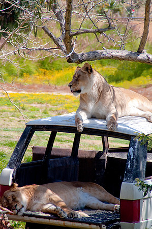 Wild Animal Park66