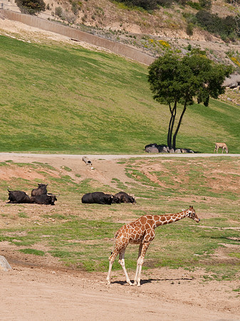 Wild Animal Park85