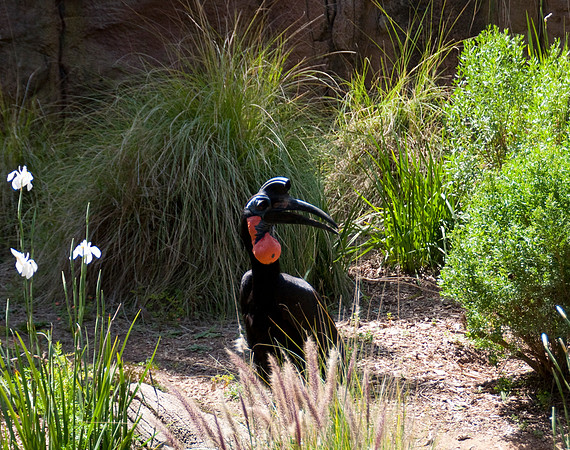 Wild Animal Park52