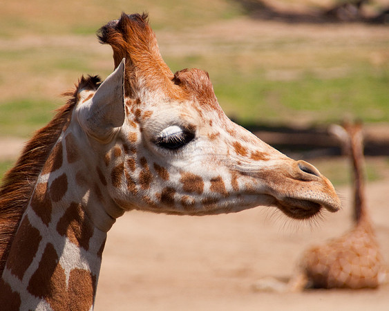 Wild Animal Park87