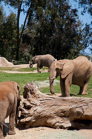 Wild Animal Park64