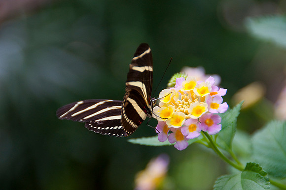 Wild Animal Park47