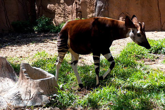 Wild Animal Park58