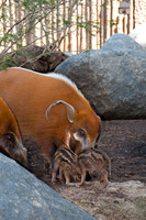 Wild Animal Park20
