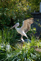 Wild Animal Park21