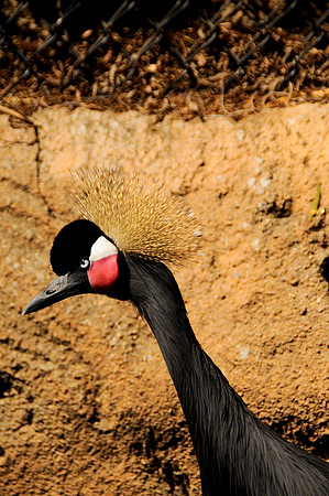 Wild Animal Park80