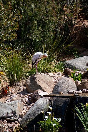 Wild Animal Park90