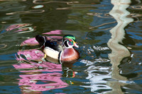 Wild Animal Park16