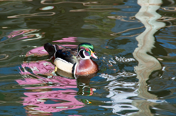 Wild Animal Park16