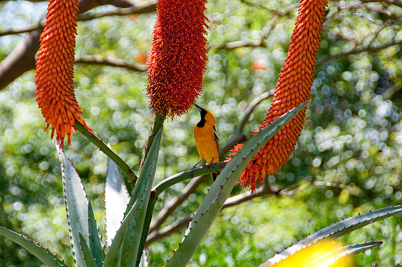 Wild Animal Park57