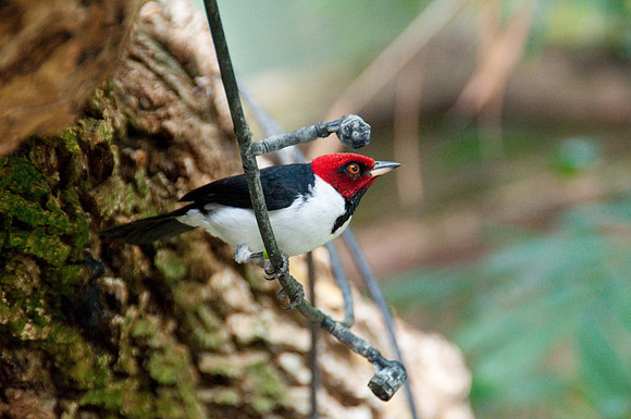 Wild Animal Park40
