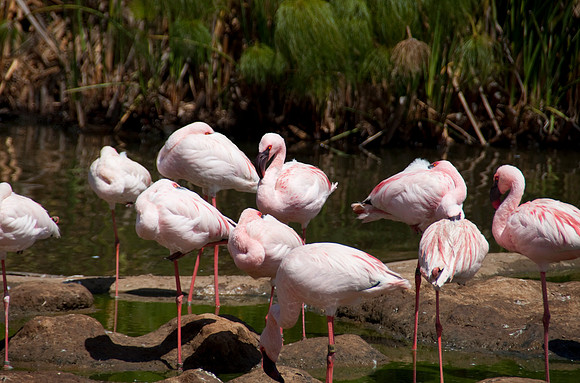 Wild Animal Park74