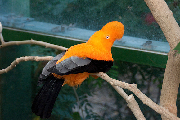 Wild Animal Park37