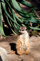 Wild Animal Park13