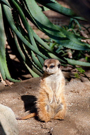 Wild Animal Park13
