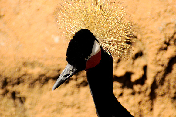 Wild Animal Park79