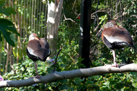 Wild Animal Park4