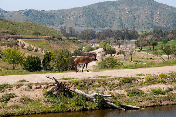 Wild Animal Park84
