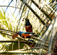 Wild Animal Park7