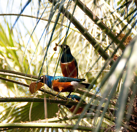 Wild Animal Park7