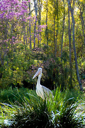 Wild Animal Park29