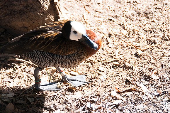 Wild Animal Park10