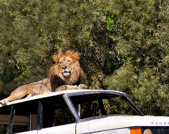 Wild Animal Park82
