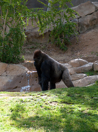 Wild Animal Park34