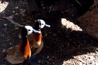 Wild Animal Park9