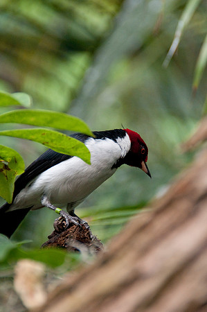 Wild Animal Park38