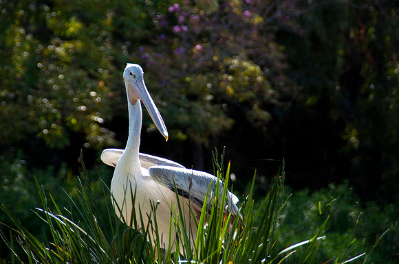 Wild Animal Park31