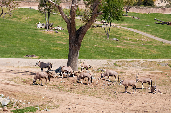 Wild Animal Park88