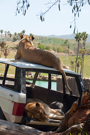 Wild Animal Park65