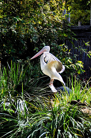 Wild Animal Park23