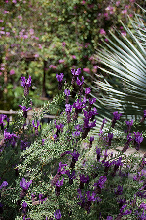 Wild Animal Park49