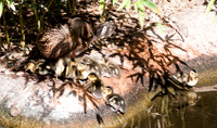 Wild Animal Park19
