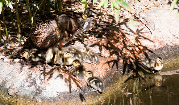 Wild Animal Park19