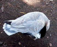 Wild Animal Park8