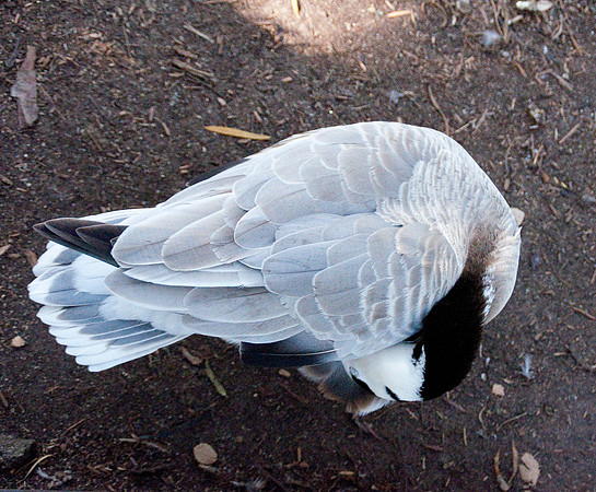Wild Animal Park8