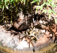 Wild Animal Park18