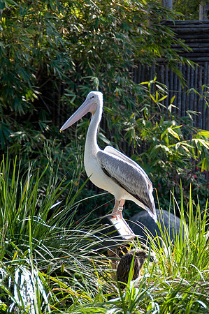 Wild Animal Park25