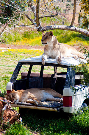 Wild Animal Park68