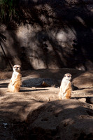 Wild Animal Park14