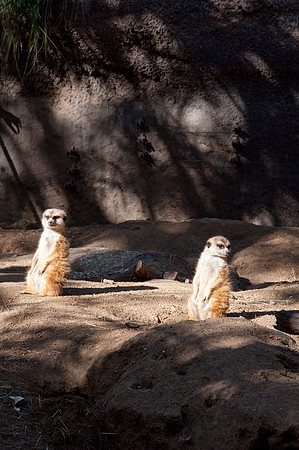 Wild Animal Park14