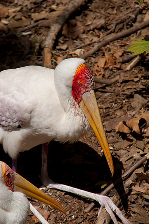 Wild Animal Park59