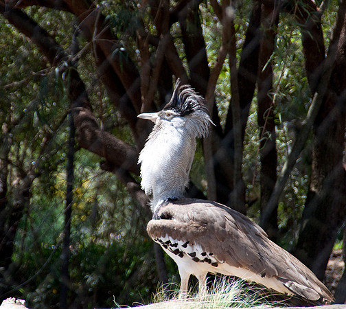 Wild Animal Park71