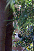 Wild Animal Park6