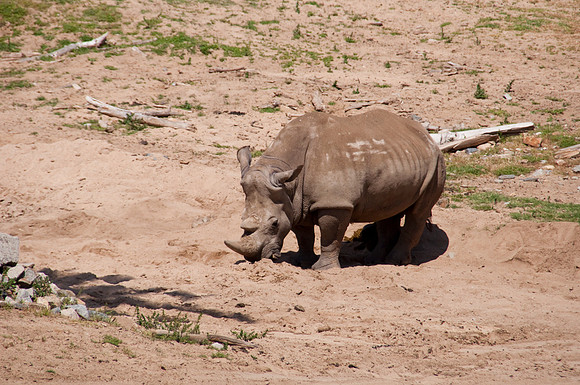Wild Animal Park89