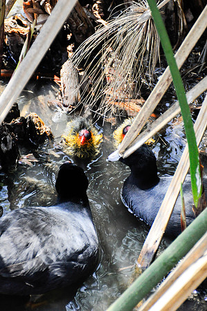 Wild Animal Park76